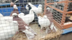 28.03.26. часть 4 БОЛЬШАЯ ВЕСЕННЯЯ ЯРМАРКА ГОЛУБЕЙ. МОСКВА