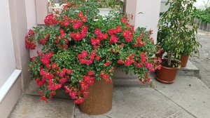 Шикарная почвопокровная роза Руж Мейяндекор (Rouge Meillandecor)