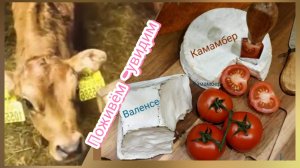 Бракованная корова 🐮 Бурумы 🫔 Камамбер 🧀