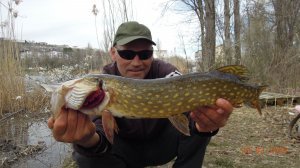 Короткий но Яркий Жор Щуки перед нерестом.