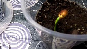 Кедр снимает семенную оболочку