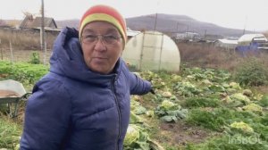 Сколько весит моя капуста и кто ее будет есть