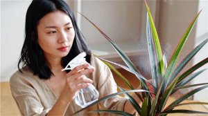 драцена маргината