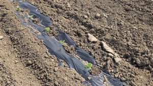 Высадка огурца в поле, март 2026 Дагестан.