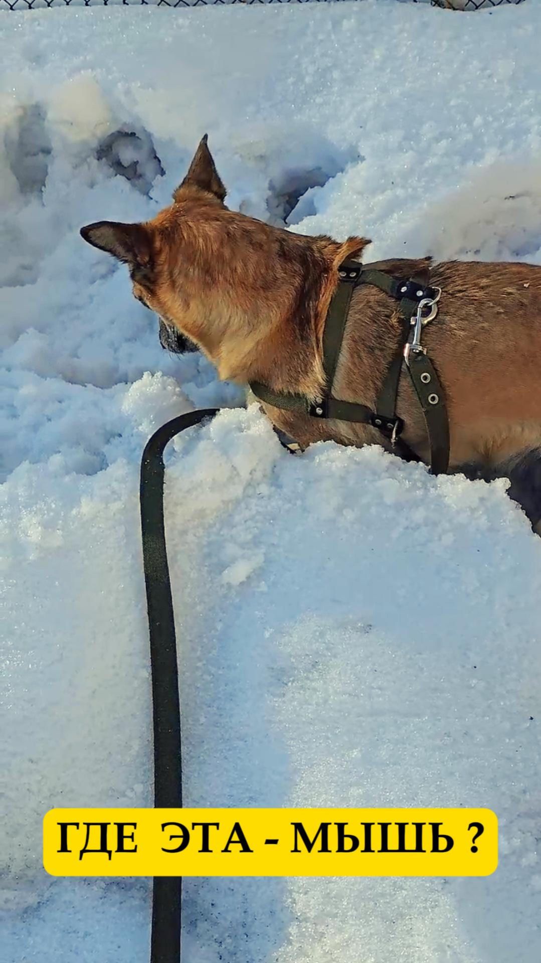 Где эта мышь. Собака ищет мышей.