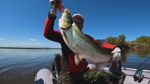 Ауха и Верхогляд на спиннинг с лодки