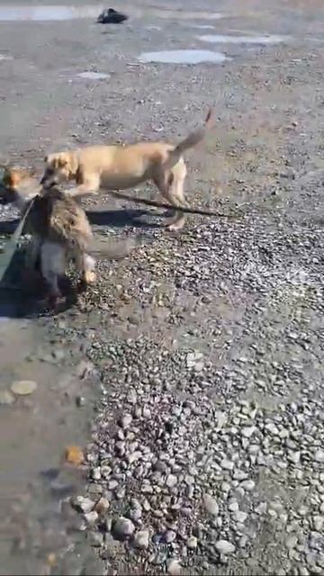 Ура! Прогулки