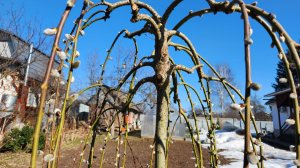 Первая посылка с розами в 2026 году. Заглядываем под укрытия.