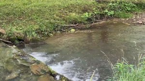 Рыбалка на маленьком ручье. Много рыбы. Девушка ловит рыбу.