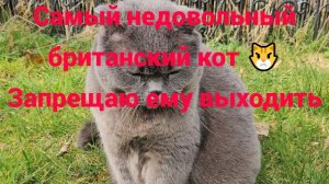 Самый недовольный британский кот 😾 Запрещаю ему выходить