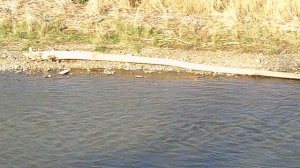 DSCF0007 Набережная река Кубань пос.Рождественка г.Невинномысск