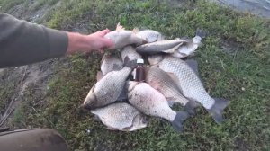 Несколько капель, и карась сошел с ума! Ловля карася на поплавок