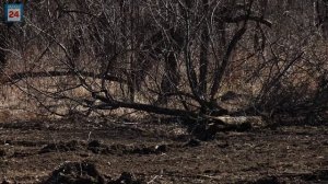 Старая поросль станет щепой:в абаканской зоне отдыха спецтехника готовит площадку под яблоневый сад