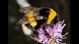 Кораблики глянцевых луж