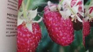 Лемана Про! Саженцы плодовые, декоративные, розы! Их много! Они везде! 🍊🍋🍓🍇🍒