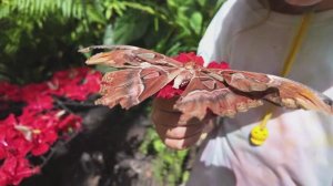 Тысячи бабочек вокруг — необычное место в Азии