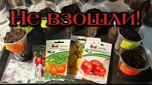 Томаты не взошли. Очень жаль...🙁 Но...😁