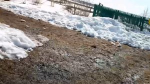 большой паук! филем, паук в место 🍕 пиццы