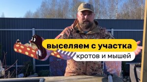 Как избавиться от кротов и мышей на даче: рабочие способы без мифов