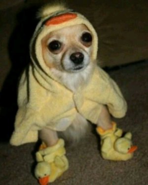 И всем привет ты краш вы на канале Ирина маш