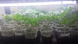 31.03.2026 Обзор рассады, разговор о разном.