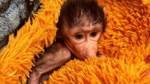 МАМА УЕХАЛА, а малышка Николь ЗАГРУСТИЛА И ОТКАЗЫВАЕТСЯ КУШАТЬ🥺