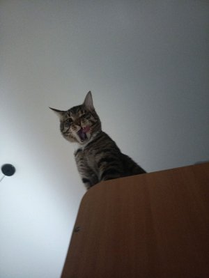 играю правди или действие