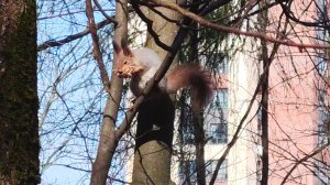 БЕЛОЧКА - ХЛОПОТУШКА