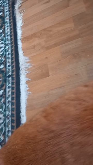 Котик Рыжик и красивая музыка