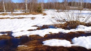 Пыльца в МАРТЕ ,это что-то новое !Зацвёл ивняк. Пчёлы работают на иве.
