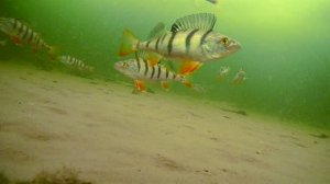 подводная камера