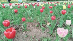 2026_03_29_Ботанический сад в Краснодаре весной