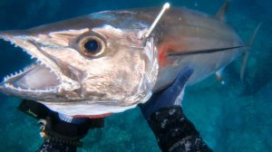 Подводная охота / С одного удара поймал полосатого тунца