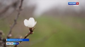 В Крыму расцвёл миндаль — увидеть эти красивые растения можно буквально по всему полуострову