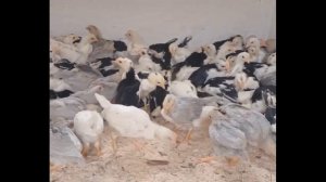 35 градусов в воздухе, а цыплята мёрзнут? Ошибка 99% новичков🐥❄️