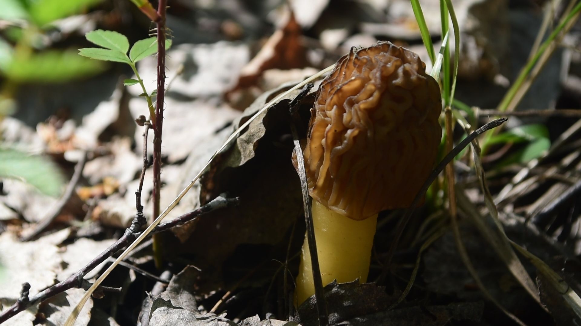 «Сморчковая шапочка: деликатес или яд? Золотой гриб весны, сморчковая шапочка стоит вашего времени»