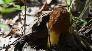 «Сморчковая шапочка: деликатес или яд? Золотой гриб весны, сморчковая шапочка стоит вашего времени»