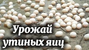 Урожай утиных яиц отправляется на рынок и на приготовление пищи