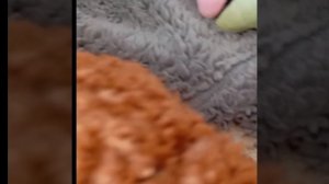 снимать так плюш собак?