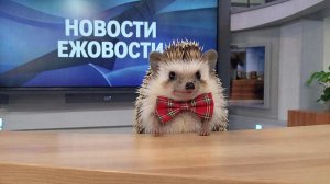 Новости Ежовости №10 Сезон 03
