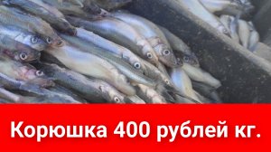 Корюшка за копейки,свой улов продают #Сахалинцы.# рыбалка