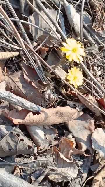 подснежники