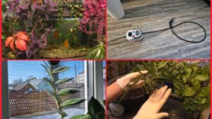 Красота оранжереи.Уборка с парогенератором. Пересадила черенки фикуса и другие