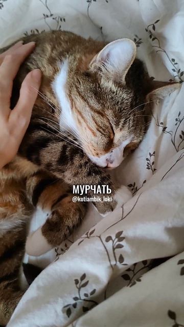 Какой девиз у ваших котиков?😊