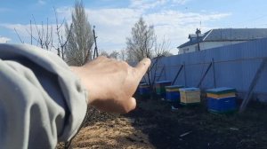 31,03,26. пересадили пчел в новые ульи.пометил матку. потеря семьи и проблемы с другими.