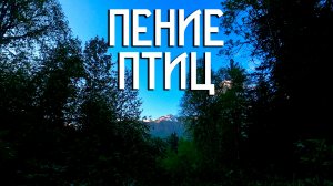 Пение птиц в вечернем лесу / Звуки природы / Горный лес