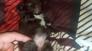 Евгеника от Леона #купить_щенка_чихуахуа_продаю +79215950848