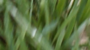 DSCN8584Март 2026 весений огород. Лук джусай,лук многоярусный ,чеснок рокамболь.