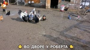 Содержание кур в домашних условиях и других птиц во дворе у Роберта 🐣🐤🦆🐔🪿🦃 (458)