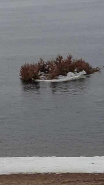 Плавучий остров